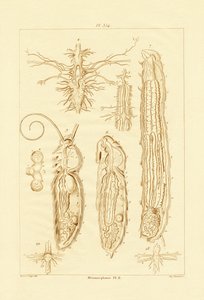Metamorfosis de French School